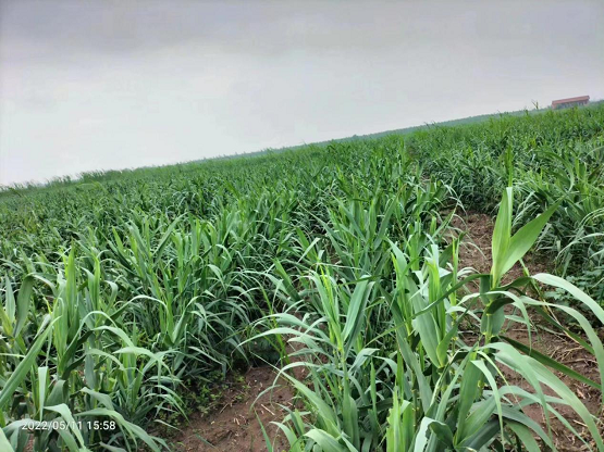 【航化说】SAF不止是燃料，更是航空业的“绿色未来”